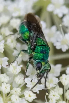 Holopyga ventralis thumbnail 3