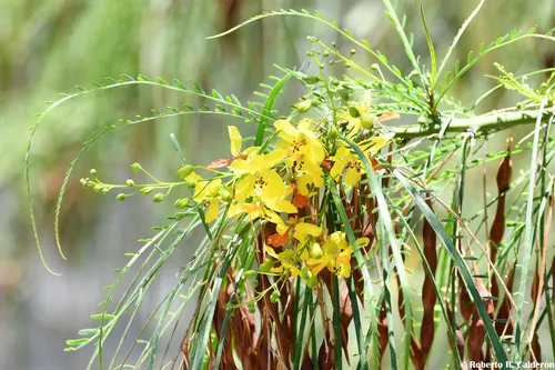 Mexican palo verde