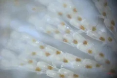 Bugula pacifica thumbnail 2