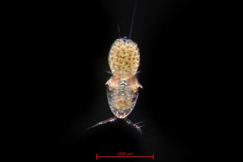 Tisbe furcata