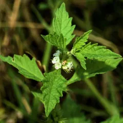 European water-horehound thumbnail 3
