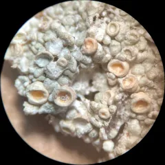 Rosy Saucer Lichen thumbnail 4