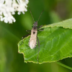 Alydus conspersus thumbnail 3