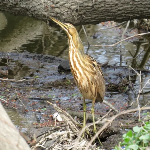 American Bittern