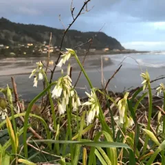Three-cornered garlic thumbnail 2