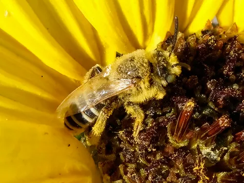Hesperapis carinata