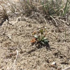 pygmy-flower rock-jasmine thumbnail 2