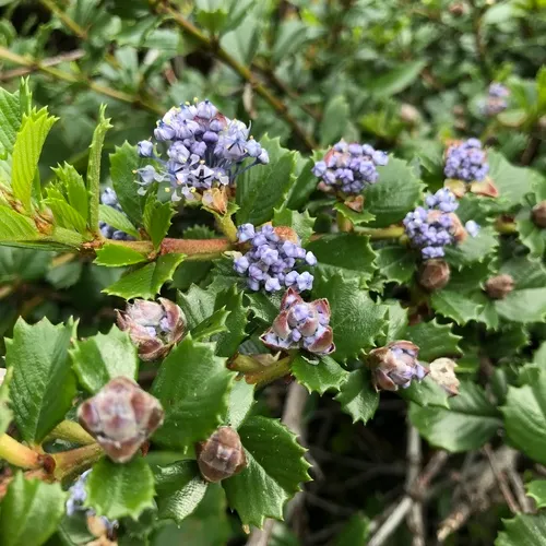 Point Reyes Ceanothus