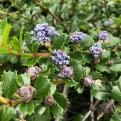 Point Reyes Ceanothus thumbnail 1