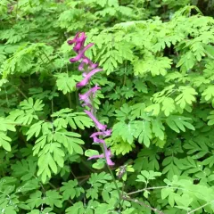Scouler's Corydalis thumbnail 4