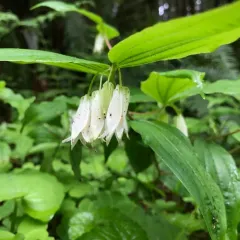 largeflower fairybells thumbnail 2