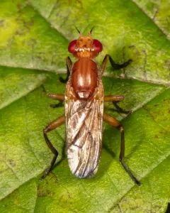 Sciomyza aristalis thumbnail 2