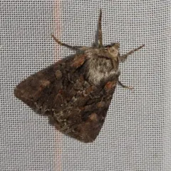 Nevada Arches Moth thumbnail 4