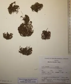Allseed thumbnail 2