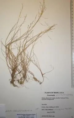 dwarf alkali grass thumbnail 3