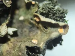 Illosporium carneum thumbnail 2