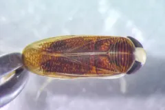 Sigara mackinacensis thumbnail 2