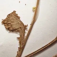 hispid yellowcress thumbnail 4