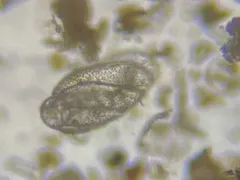 Buliminella elegantissima thumbnail 3