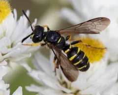 Cerceris arelate thumbnail 2