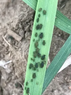 Bird Cherry-oat Aphid thumbnail 3