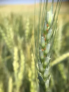 English Grain Aphid thumbnail 2