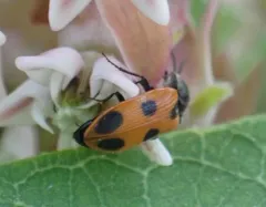 Vernal Click Beetle thumbnail 3
