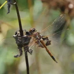 Red Saddlebags thumbnail 3