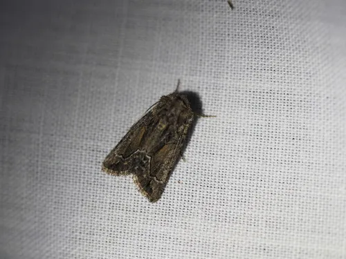 Pseudanarta flava