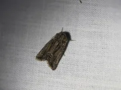 Pseudanarta flava thumbnail 1