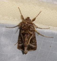 Silver Whip Moth thumbnail 3