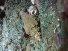 Sculptured Rocksnail thumbnail 2