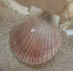 Reddish Scallop thumbnail 2