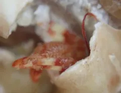 Tubeworm Hermit thumbnail 3