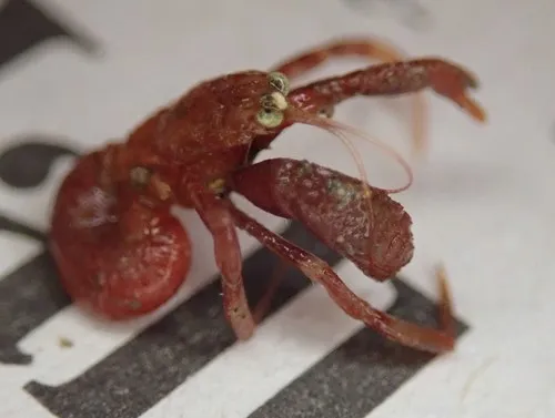 Stevens' Hermit Crab