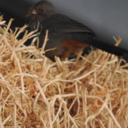 California Towhee