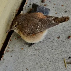 Rock Wren thumbnail 1