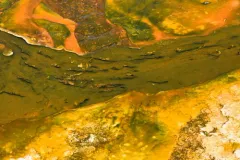 Sulfolobus solfataricus thumbnail 1