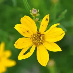 Prairie Coreopsis thumbnail 2