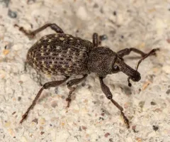 Warren's Rootcollar Weevil thumbnail 3
