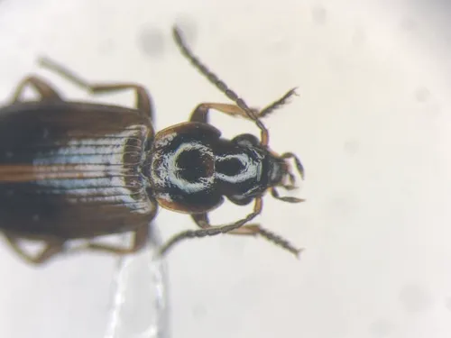 Kindred Ground Beetle