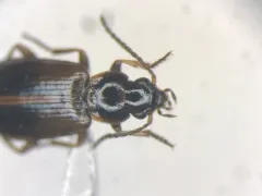 Kindred Ground Beetle thumbnail 1