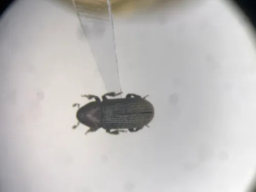 Hylurgops pinifex