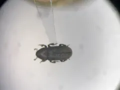 Hylurgops pinifex thumbnail 1