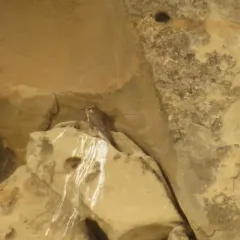 Prairie Falcon thumbnail 4