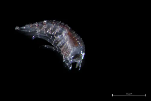 Themisto pacifica