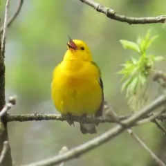 Prothonotary Warbler thumbnail 1