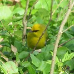 Blue-winged Warbler thumbnail 2