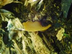 Elaiopezia waltersii thumbnail 1