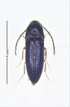 Isarthrus rufipes thumbnail 2